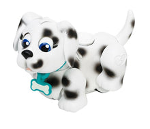 Pet Parade, 1ks Husky