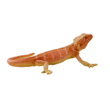 Agama vousatá figurka